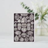Ernst Haeckel Art Briefkaart: Spirobranchia Briefkaart (Staand voorkant)