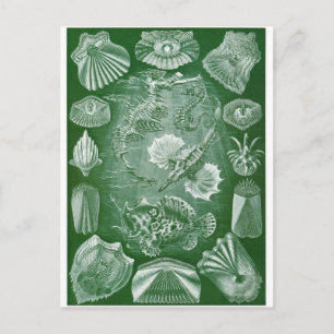 Ernst Haeckel Art Briefkaart: Teleostei Briefkaart
