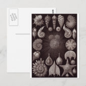 Ernst Haeckel Art Briefkaart: Thalamphora Briefkaart (Voorkant / Achterkant)