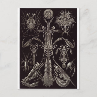 Ernst Haeckel Art Briefkaart: Thoracostraca Briefkaart