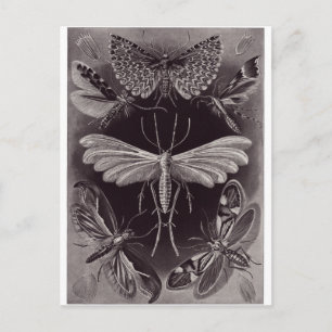 Ernst Haeckel Art Briefkaart: Tineida Briefkaart