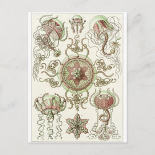 Ernst Haeckel Art Briefkaart: Trachomedusae Briefkaart