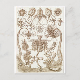 Ernst Haeckel Art Briefkaart: Tubulariae Briefkaart