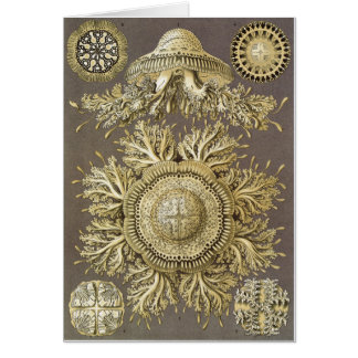 Ernst Haeckel Art Card: Discomedusae