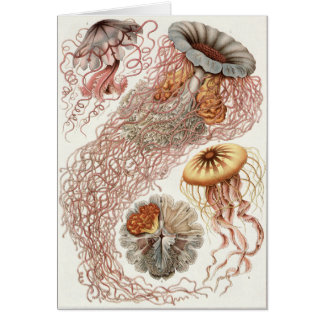 Ernst Haeckel Art Card: Discomedusae