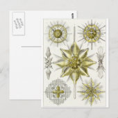 Ernst Haeckel Art Carte postale : Acanthomètre (Devant / Derrière)