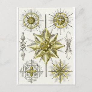 Ernst Haeckel Art Carte postale : Acanthomètre