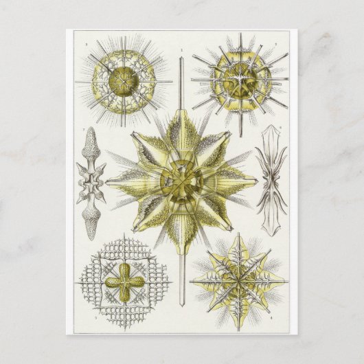 Ernst Haeckel Art Carte postale : Acanthomètre (Devant)