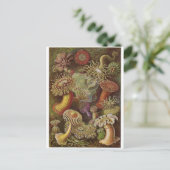 Ernst Haeckel Art Carte postale : Actiniae (Debout devant)