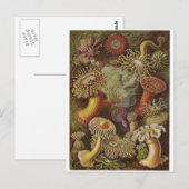 Ernst Haeckel Art Carte postale : Actiniae (Devant / Derrière)
