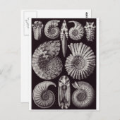 Ernst Haeckel Art Carte postale : Ammonitida (Devant / Derrière)