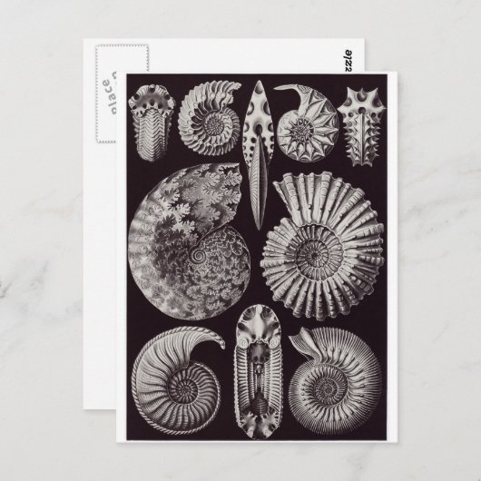 Ernst Haeckel Art Carte postale : Ammonitida (Devant / Derrière)
