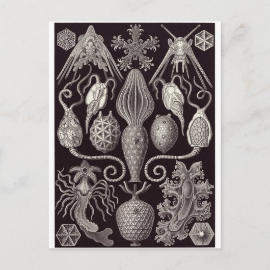Ernst Haeckel Art Carte postale : Amphoride (Devant)