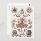 Ernst Haeckel Art Carte postale : Anthomedusae (Devant / Derrière)