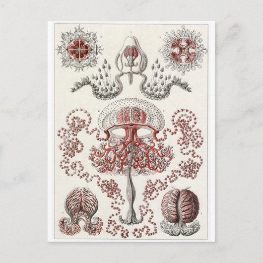 Ernst Haeckel Art Carte postale : Anthomedusae (Devant)
