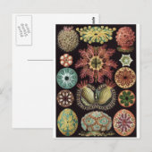 Ernst Haeckel Art Carte postale : Ascidiae (Devant / Derrière)
