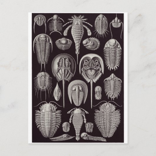 Ernst Haeckel Art Carte postale : Aspidonia (Devant)
