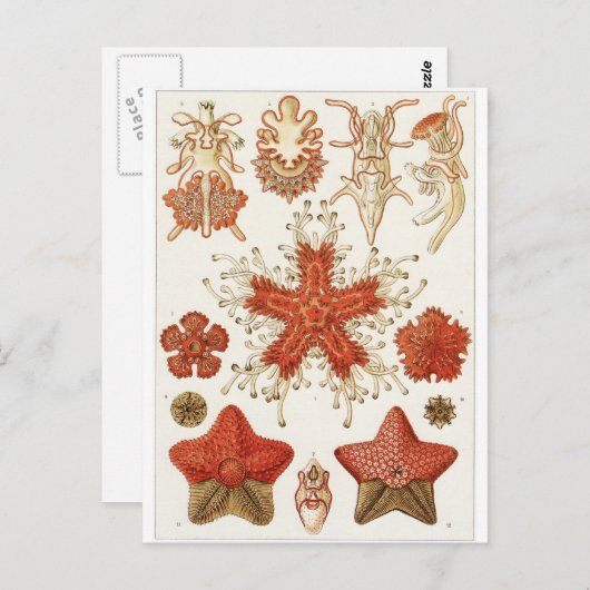 Ernst Haeckel Art Carte postale : Asteridea (Devant / Derrière)