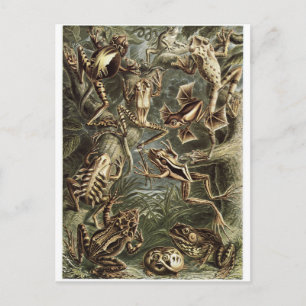Ernst Haeckel Art Carte postale : Batrachia