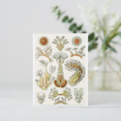 Ernst Haeckel Art Carte postale : Bryozoa (Debout devant)