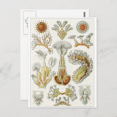 Ernst Haeckel Art Carte postale : Bryozoa (Devant / Derrière)