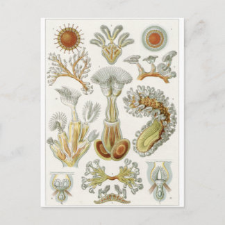 Ernst Haeckel Art Carte postale : Bryozoa