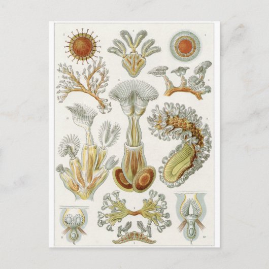Ernst Haeckel Art Carte postale : Bryozoa (Devant)