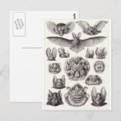 Ernst Haeckel Art Carte postale : Chiroptera (Devant / Derrière)