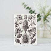 Ernst Haeckel Art Carte postale : Coniferae (Debout devant)
