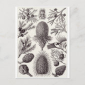 Ernst Haeckel Art Carte postale : Coniferae (Devant)