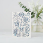 Ernst Haeckel Art Carte postale : Ctenophore (Debout devant)