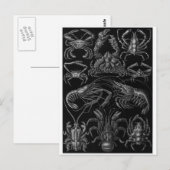 Ernst Haeckel Art Carte postale : Decapoda (Devant / Derrière)