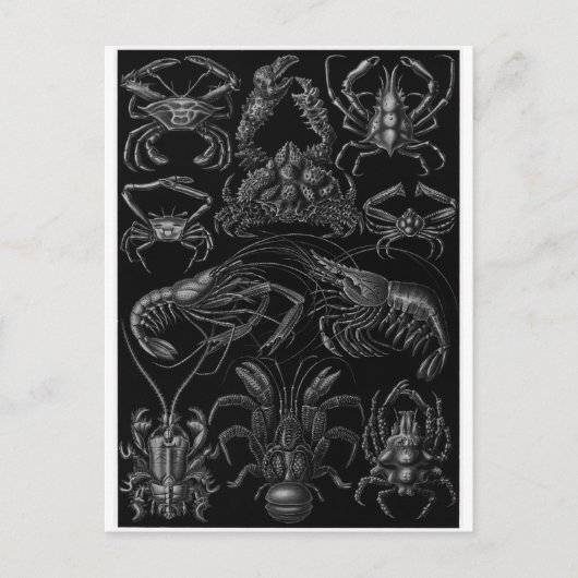 Ernst Haeckel Art Carte postale : Decapoda (Devant)