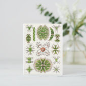 Ernst Haeckel Art Carte postale : Desmidiea (Debout devant)