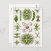 Ernst Haeckel Art Carte postale : Desmidiea (Devant / Derrière)