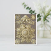 Ernst Haeckel Art Carte postale : Discomedusae (Debout devant)
