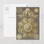 Ernst Haeckel Art Carte postale : Discomedusae (Devant / Derrière)