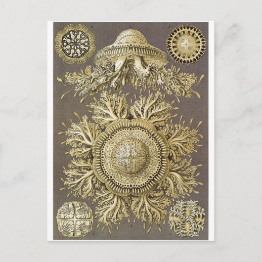 Ernst Haeckel Art Carte postale : Discomedusae (Devant)