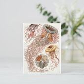 Ernst Haeckel Art Carte postale : Discomedusae (Debout devant)