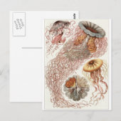 Ernst Haeckel Art Carte postale : Discomedusae (Devant / Derrière)
