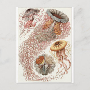 Ernst Haeckel Art Carte postale : Discomedusae