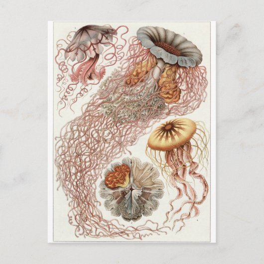 Ernst Haeckel Art Carte postale : Discomedusae (Devant)