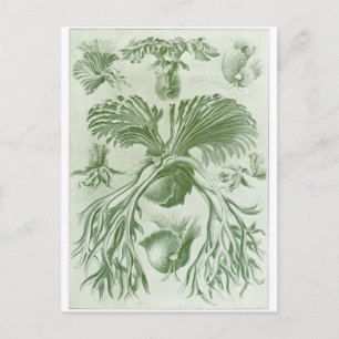 Ernst Haeckel Art Carte postale : Filicinae
