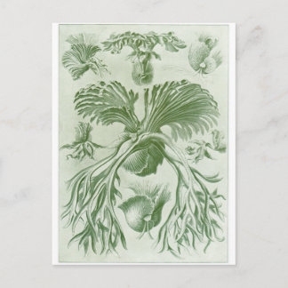 Ernst Haeckel Art Carte postale : Filicinae