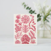 Ernst Haeckel Art Carte postale : Florideae (Debout devant)