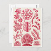 Ernst Haeckel Art Carte postale : Florideae (Devant / Derrière)