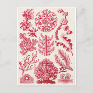 Ernst Haeckel Art Carte postale : Florideae