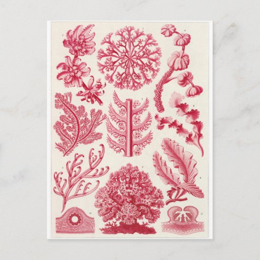 Ernst Haeckel Art Carte postale : Florideae (Devant)