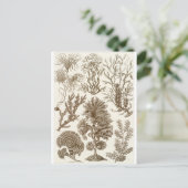 Ernst Haeckel Art Carte postale : Fucoideae (Debout devant)