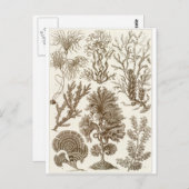 Ernst Haeckel Art Carte postale : Fucoideae (Devant / Derrière)